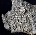 Pentacrinites briaroides (QUENSTEDT 1852) - Bild © FossNet FossilienStore